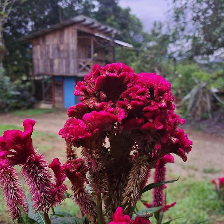 Hospedaje Luis & Ana Pejibaye Luaran gambar